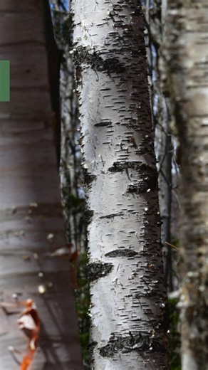 Vermont Land Trust on Instagram: "Birches stand out in the forest with their distinctive bark. But can you tell the difference between common birch species? Learn how to differentiate yellow birch, grey birch, and paper birch in this reel. #BirchTree #YellowBirch #GreyBirch #PaperBirch #TreeID #TreeTalk"