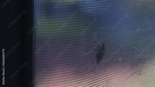 Cinematic panning shot across a window screen with a small insect trapped on the mesh.