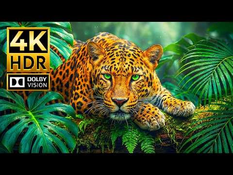 AMAZING WILD ANIMALS Dolby Vision HDR 4K 120 FPS | Experience The Ultra-smooth for OLED & QLED TVs