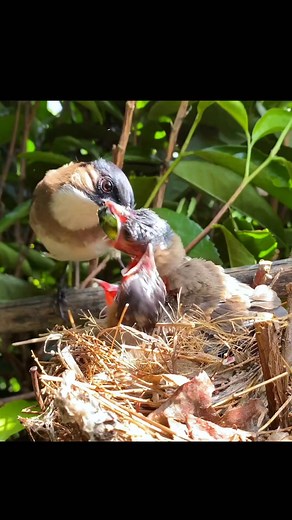 5K views · 102 reactions | Amazing nestlings getting fed close-up in the nest compilation 梁 #nestlings #motherbird #cuteanimals #wildlife #birdfeeding #babybirds | Dailyn Ahly | Facebook