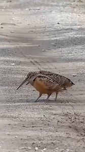Dancing? Bouncing? These birds are born performers!（cr: douyin baob） | Daily Bird Show