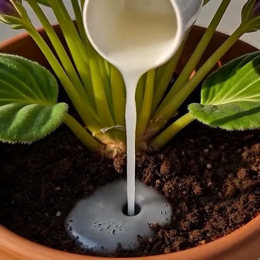 How to boost your African violets to bloom beautifully with this simple ingredient