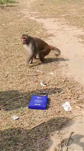 What scared the monkey so suddenly? 😳