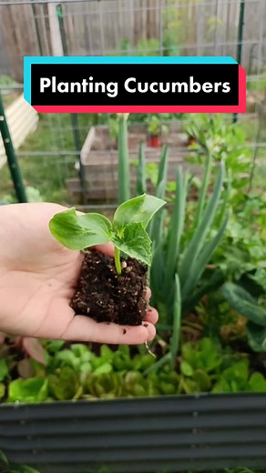 Planting Cucumbers in a Raised Garden Bed - Companion Planting Tips