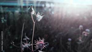 Dawn sunrise or sunset landscape light of nature autumn fall grass clover close-up sad cold blue fog.