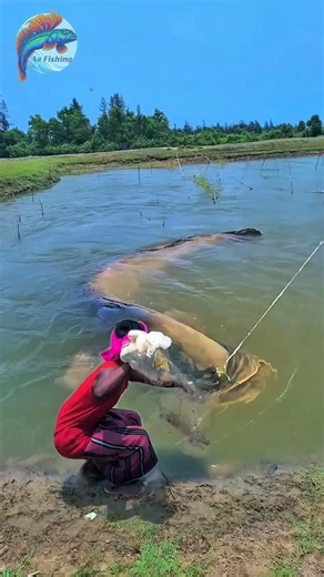 GIANT CATFISH Trapped in One Net Pull #amazing #fishingnet #catfish #shorts