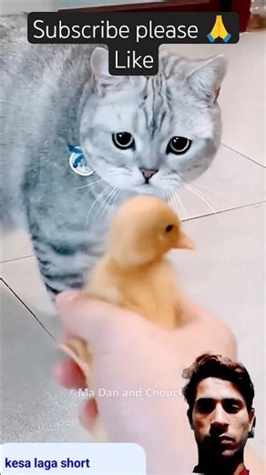 Cat Gets Unexpected Surprise Inside Egg 🐈😱