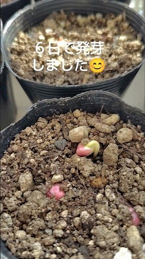 夏野菜の種まき開始 つるなしインゲンの発芽/２月の種蒔き開始/#shorts /