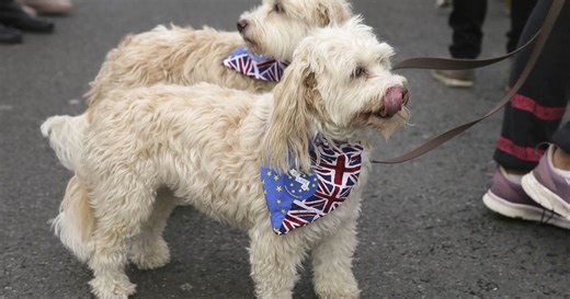 Here's How the Left Will Ban Dogs to Appease Islamists