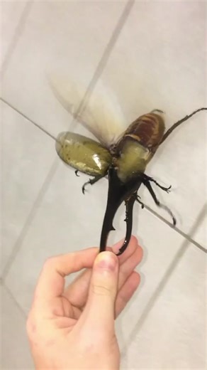 Can All Beetles Fly? Coconut Beetle Flying!