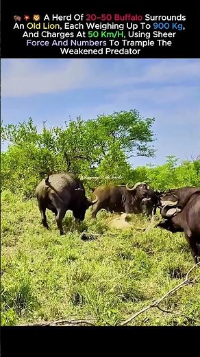 buffalo revenge on weakened lion #wildlife #shorts #africa