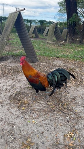 Pure SBR straight comb at Ewa Beach gf. #drunkenmasterjourney #kaikaidrunkenmaster #kaikaifiredragon | Kaikai Firedragon