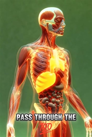 Mango Inside the Human Body | 3D Medical Animation