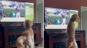 Hilarious Video Shows Dog Looking For Golf Ball Hit On TV