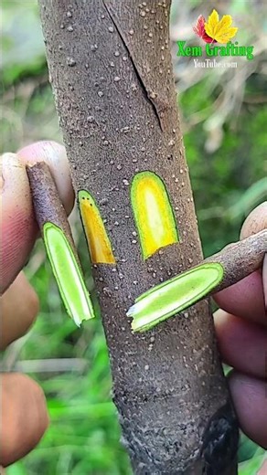 Persimmon Grafting | Two Varieties on One Tree – Step by Step #persimmon