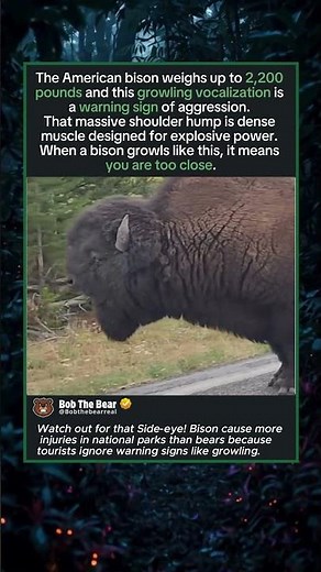 The Warning Sound a 2,200-Pound Bison Makes