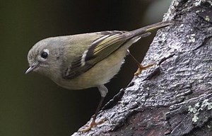 A quick guide to the birds you’re hearing now in Seattle area