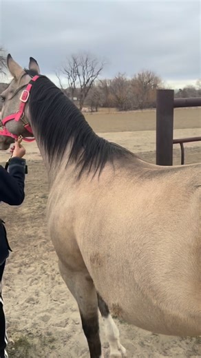 Wild goose chaser! #badass 😂 | Tiffany Rauch