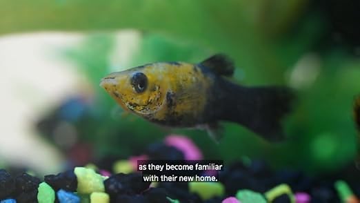 Aqueon Aquarium Setup