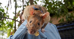 Magawa the Rat dubbed a 'hero' for record breaking Cambodia landmine detection dies