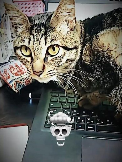 Cats Don’t Sit on Keyboards…💀