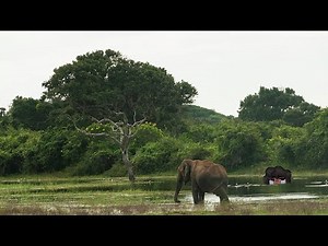 Filled with their tears - SCP 2683