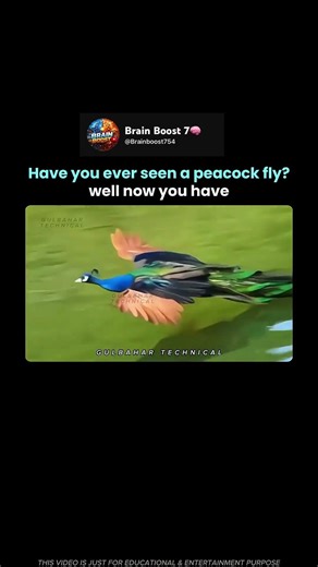 Wait… Peacocks Can Actually Fly! 😳🦚