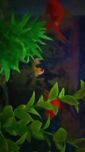 🐟 Mini Fish Tank Tour | Simple & Stunning Aquarium for Beginners#SmallAquarium #FishTank #shorts