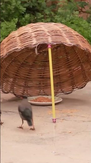 Trapping Myna Birds in a Second | Easy myna bird trap | Catching Indian Myna birds with stick basket