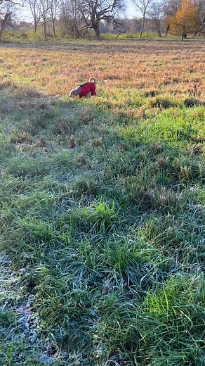 Our latest walk with Milo the Cockapoo enjoying plenty of sniffs and a game of catch! Book your dog in for a walk today! #DogWalkingServices #DogWalkingBusiness #DogWalkersofInstagram | Wags and Wash