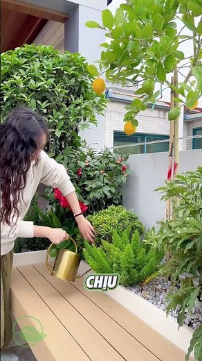 ☀️ Cây xanh chịu nắng – Điểm nhấn cho ban công rực rỡ! ☀️