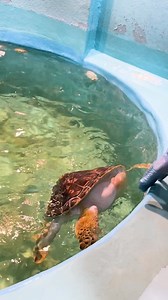 415K views · 5.6K reactions | Beautiful Chestnut, a green sea turtle, was hit by a boat and nearly died. Thankfully she survived, but unfortunately, a bubble air is trapped in her shell, and she can no longer dive and live in the wild. Thankfully, her rescuers at NY Marine Rescue Center are providing her with expert care and a boat full of TLC! #Turtles #animals #nature #wildlife #newyork #hope #adventure | Jeff Corwin | Facebook