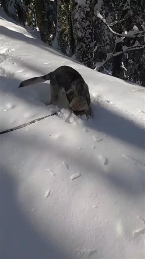 𝗧𝗼𝗺𝗼𝗿𝗿𝗼𝘄𝗹𝗮𝗻𝗱 𝗱𝗲𝗶 𝗦𝗲𝗿𝗹𝘂𝗽𝗶 (Aurapungente x DOCG dei Serlupi) #canelupocecoslovacco | Allevamento Cane Lupo Cecoslovacco Dei Serlupi