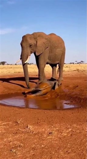 Baby Elephant's Muddy Adventure! 🐘😂 #BabyElephant #Wildlife #CuteAnimals