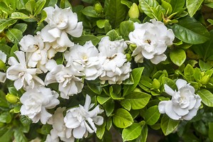 The Best Location To Plant A Gardenia Bush - Hunker