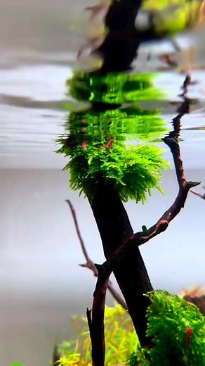 Ornamental shrimp are very suitable to be kept in your aquascape | Underwater World