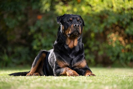 Rottweiler Alternatives: 10 Breeds That Share Their Strength and Charm