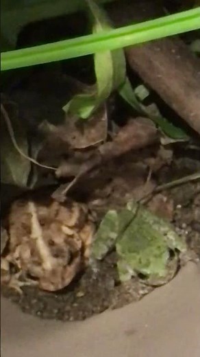 Frog and Toad are Friends (so cute!)