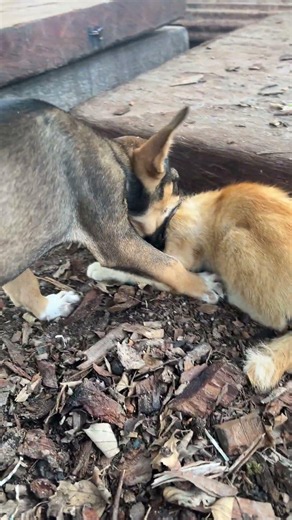 Friendship between puppies and kittens 🐶🐱#kitten #dog # #cat #puppy #funny #animals #catsanddogs
