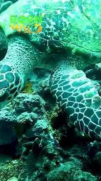 Kamandag ng box jellyfish #shorts | Born To Be Wild