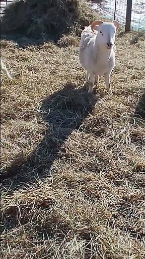 Peaceful Pasture Vibes + Baby Lamb Sounds #farmlife #sheep #farm