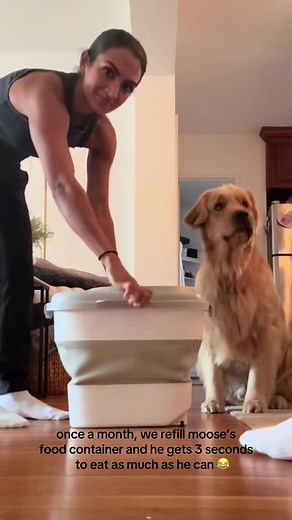 Dogs Eating Food: A Hilarious Moment