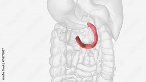 The duodenum is the initial C-shaped segment of the small intestine and is a continuation of the pylorus .