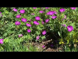 Hardy Geranium Plant Profile