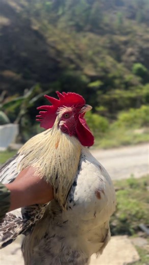Local chicken