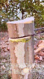 驚きの切れ味！手動チェーンソーを使ったスムーズな木材カット #worker #process #bushcraft #survival #outdoors