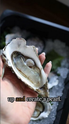 How Oysters Make Pearls — Nature’s Hidden Process