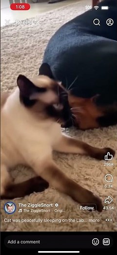Dog farts in Cats face. 🤮