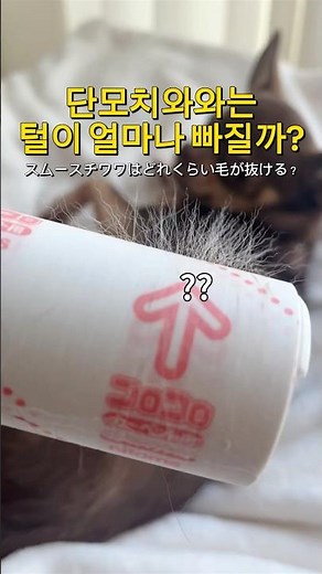 단모치와와의 털 빠짐