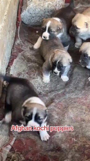 Afghan Kochi Security Dog Puppies: A Guide